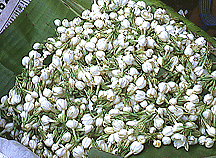 harvested buds